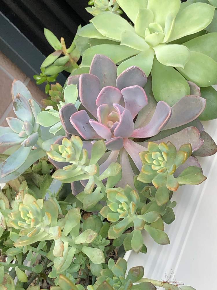 の画像 by pomemamaさん | 多肉植物の寄植えと皆様にありがとう♡と♡優しさに感謝♡と☆おやすみ☆と(ㅅ˘˘)♡*.+゜感謝♡とおうち園芸と台風お見舞いとダイスキ♡( 〃 ❛ᴗ❛ 〃 )♡と♡ 綺麗 ♡と✧︎iPhone8撮影✧︎とだ〜い好き⁂と諒音!頑張って!!と♡私の癒しと花のある暮らしとღ㋔㋡㋕㋹㋚㋮ღと✩.*˚願い☆。.:*・゜と❤️ 感謝 ❤️とお願いします(>人<;)と♡美しい♡と相談