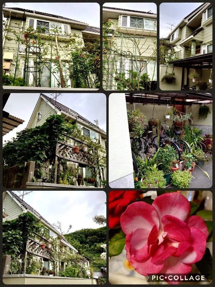 小さな庭の画像 by 天空のバラの五線譜さん | 小さな庭と幸せな日と立体的な庭造りとおうち園芸とイングリッシュガーデンと祈りと癒しの園と花のある暮らしとバラ・ミニバラと花色癒し
