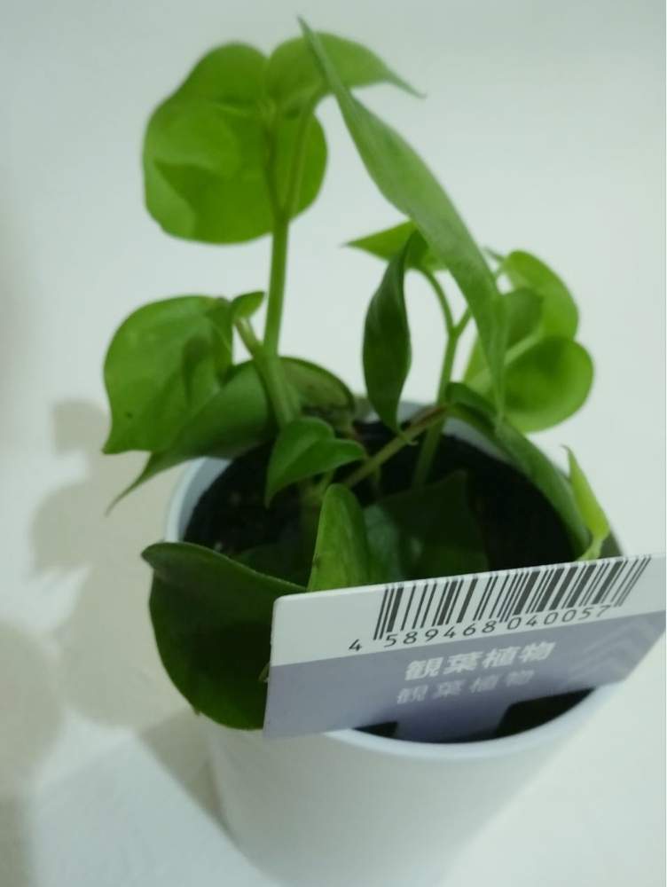 部屋の画像 by あるとさん | 部屋とみどりのある暮らしと観葉植物とお気に入りと100円グリーンとおうち園芸とつる性の植物とミニ観葉とダイソー産