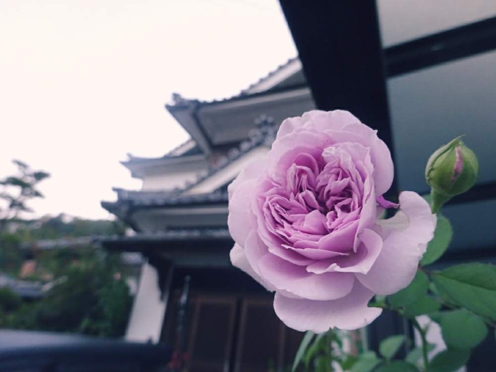 小さな庭の画像 by ☆きらまる☆さん | 小さな庭と極上咲きと薔薇愛同盟と薔薇男子と薔薇に魅せられてとB型とバラのある暮らしとおうち園芸と今日の一枚とセクシーときれいな色と花のある暮らしとロザリアンとななちち印とバラを楽しむ