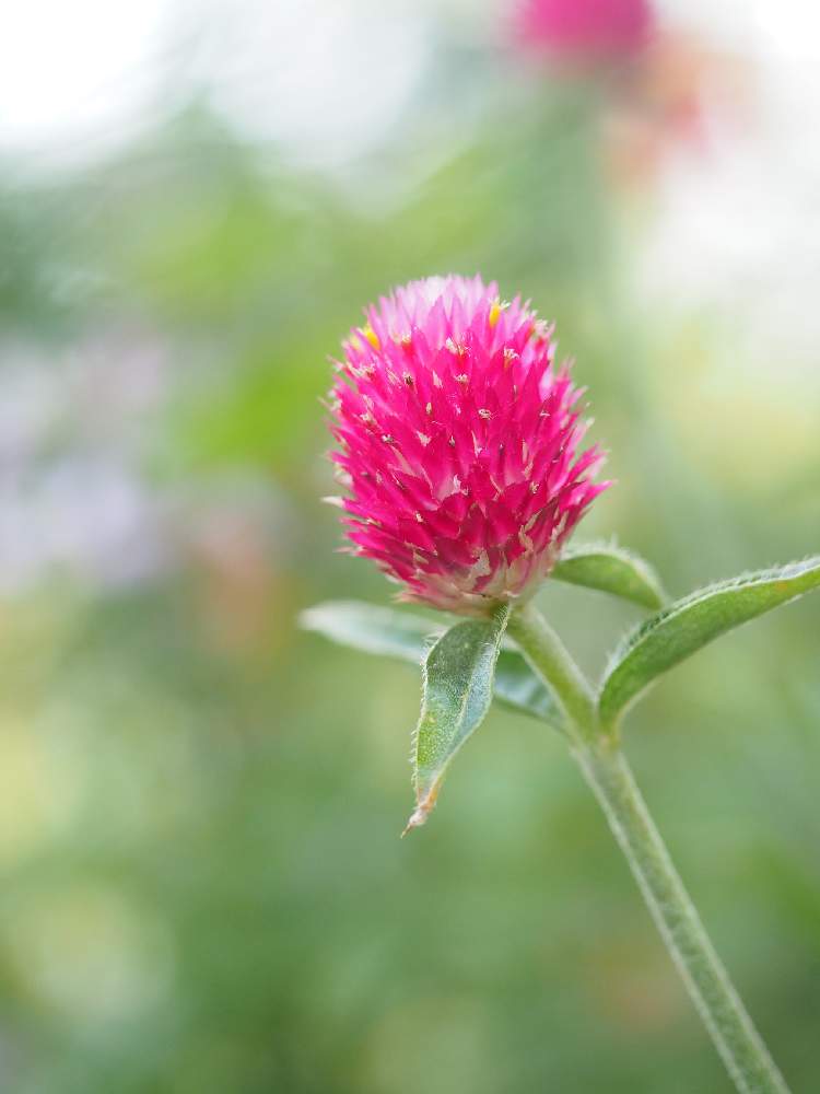 お出かけ先の画像 by Tenさん | お出かけ先とGardenとファインダー越しの私の世界とガーデンミュージアム比叡とED 60mm F2.8 MacroとアートなTen写と花のある暮らし