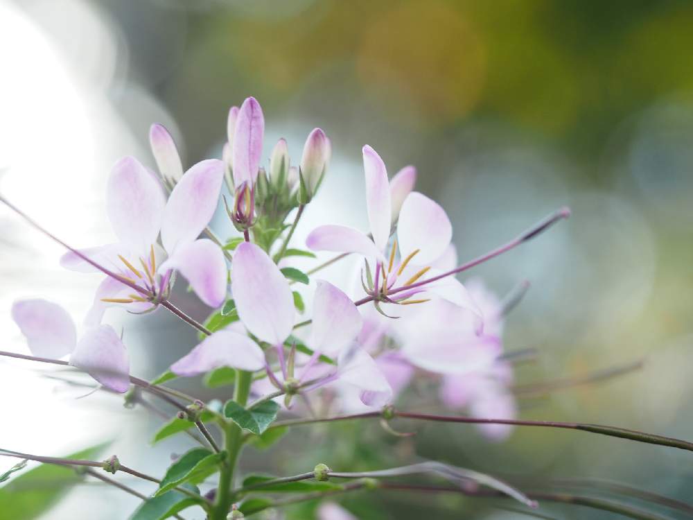 お出かけ先の画像 by Tenさん | お出かけ先とGardenとファインダー越しの私の世界とガーデンミュージアム比叡とED 60mm F2.8 MacroとアートなTen写と花のある暮らし