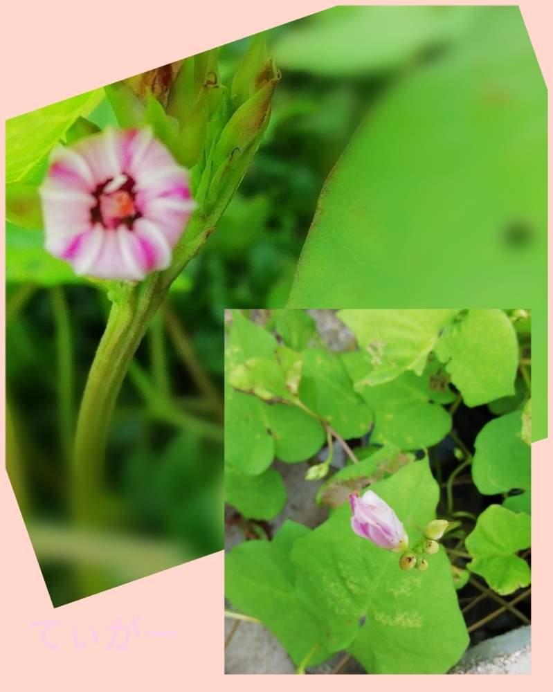 お出かけ先の画像 by ティガーさん | お出かけ先とホシアサガオと・・・の蕾と・・・の萎んだ花と最前線のあなたへとかわいいのが好きと変わった形が好きとコロナに負けるな!と接写が好きとシンプルが好きと植物好きと被災地の皆さんガンバ!と花のようにと面白い形と花のある暮らしと自然の不思議