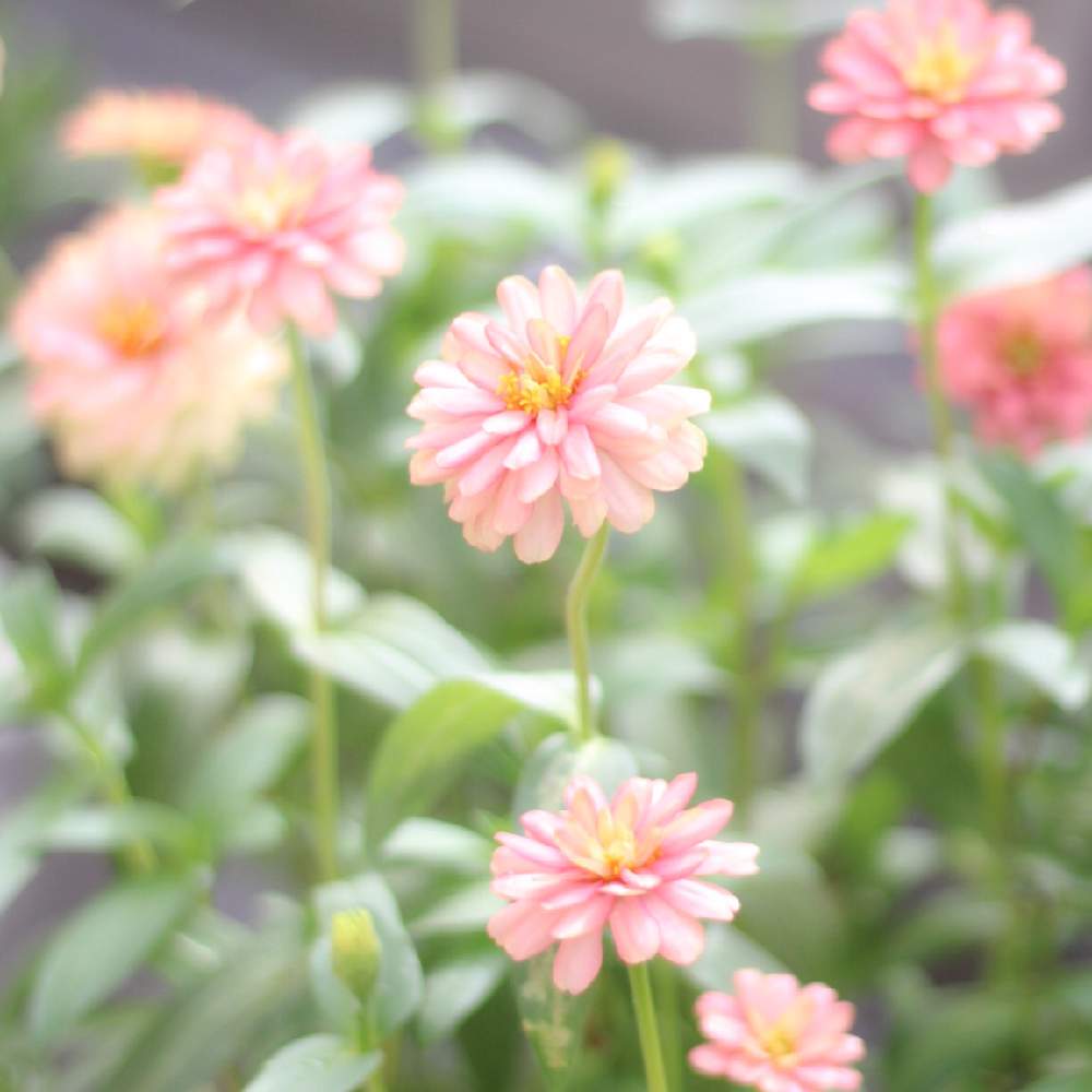 小さな庭の画像 by toto*coさん | 小さな庭とジニアと癒しと夏の花とおうち園芸と今日の一枚と可愛いとガーデニングと花のある暮らしとアプリコット色と見てくれてありがとう♡と小さなお庭と花が好きとジニア百日草