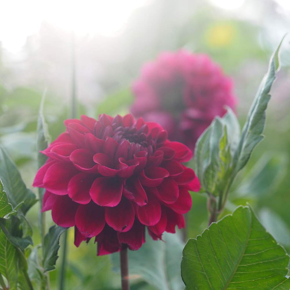 お出かけ先の画像 by Tenさん | お出かけ先とダリアとGardenとファインダー越しの私の世界とガーデンミュージアム比叡とED 60mm F2.8 MacroとアートなTen写と花のある暮らし