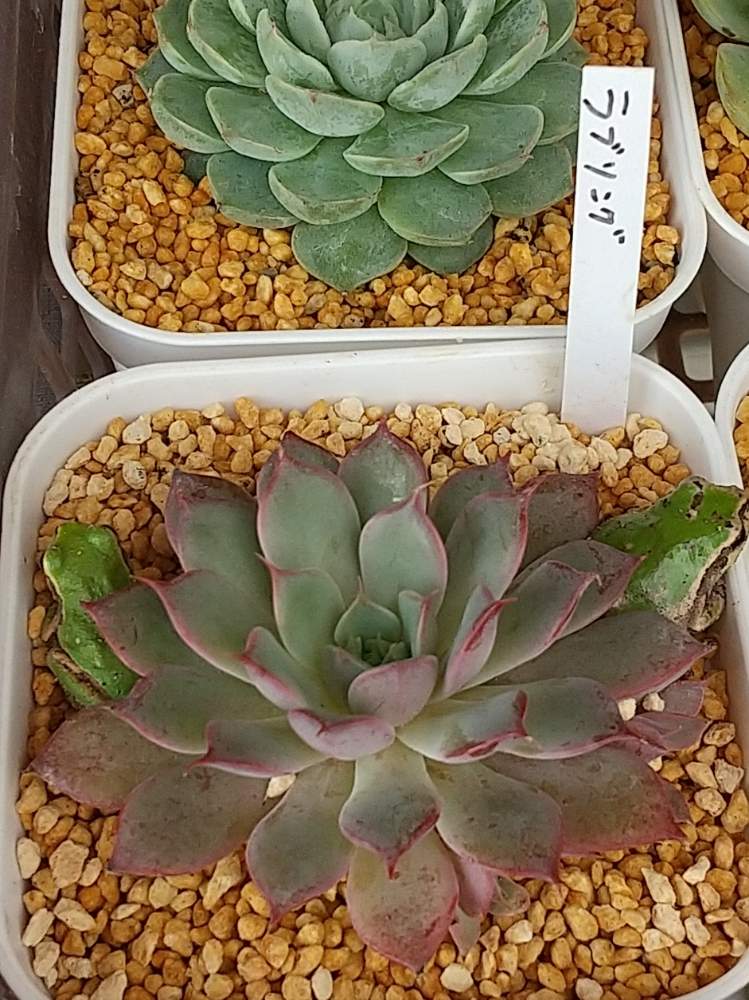 玄関の画像 by ❤おとよ❤さん | 玄関とエケベリア ラブソングと多肉植物とかえるさんとケロケロとおうち園芸とエケベリア属