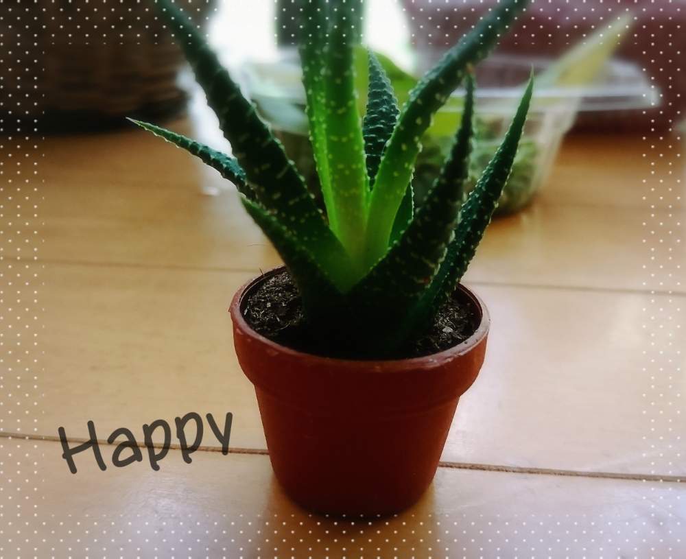 窓辺の画像 by r_mommy.さん | 窓辺とハオルチアと100均の植物と多肉植物とみどりのある暮らしと観葉植物と100均とかわいい♡と多肉のある暮らしと観葉植物のある暮らしとハオルチア?とミニポット