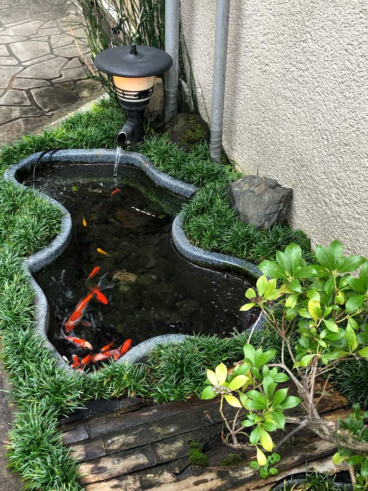 お出かけ先の画像 by 4匹の猫ママさん | お出かけ先と4匹の猫ママと帰宅途中の出会いと今日に感謝とお出かけ先で^_^