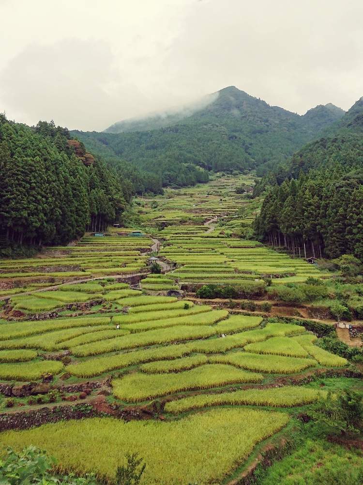 お出かけ先の画像 by aohappaさん | お出かけ先と愛知県新城市と2020夏休み☺️その1と四谷の千枚田
