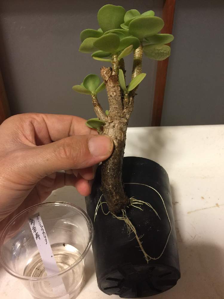 窓辺の画像 by 犬嫁さん | 窓辺と多幸寿(モロコエンシス)と多肉植物と発根済みとポーチュラカリア属とおうち園芸と発根と植付けと木質化とチーム愛知