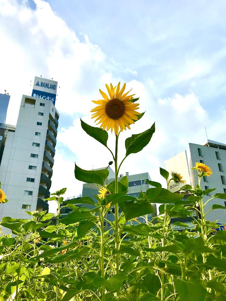 アプローチの画像 by TIさん | アプローチとひまわりと五反田のスローな草花たち