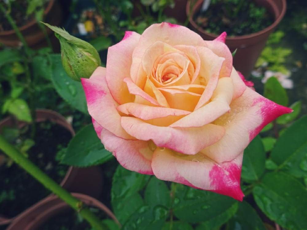 小さな庭の画像 by ☆きらまる☆さん | 小さな庭とYUMIKO印と極上咲きと薔薇愛同盟と薔薇男子と薔薇に魅せられてとオシャレとB型とバラのある暮らしとおうち園芸とセクシーときれいな色と花のある暮らしとテンション⤴︎とロザリアンとバラを楽しむとシボラー