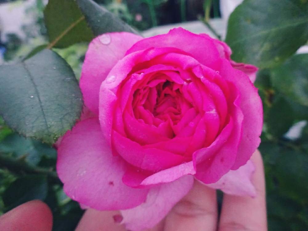 小さな庭の画像 by ☆きらまる☆さん | 小さな庭とピンク同盟と極上咲きと薔薇愛同盟と薔薇男子と薔薇に魅せられてとオシャレとB型とバラのある暮らしとおうち園芸とセクシーときれいな色と花のある暮らしとテンション⤴︎とロザリアンとバラを楽しむとピンクハンター