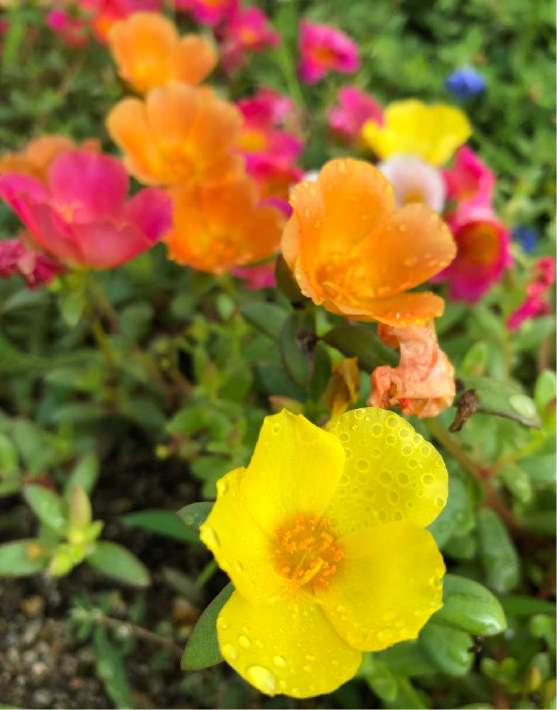 お出かけ先の画像 by ೫̥͙*:・千砂・:* ೫̥͙さん | お出かけ先とポーチュラカと夏の花と花のある暮らしとみどりのある暮らしとおうち園芸