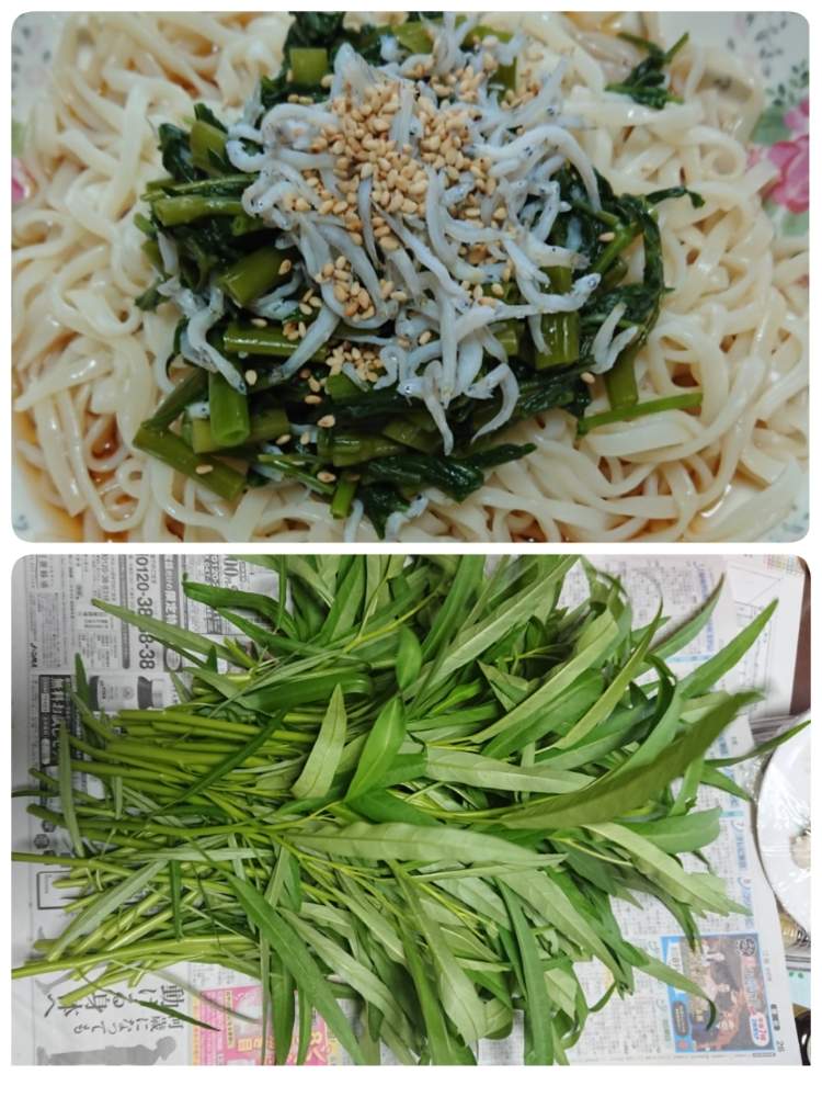 畑の画像 by 苺さん | 畑とプランター菜園と種まきの栽培と収穫物とプランター野菜とプランターと家庭菜園とおうちde菜園と空芯菜の栽培とおうち園芸と種蒔き栽培と収穫とエンツアイの栽培とプランター植え