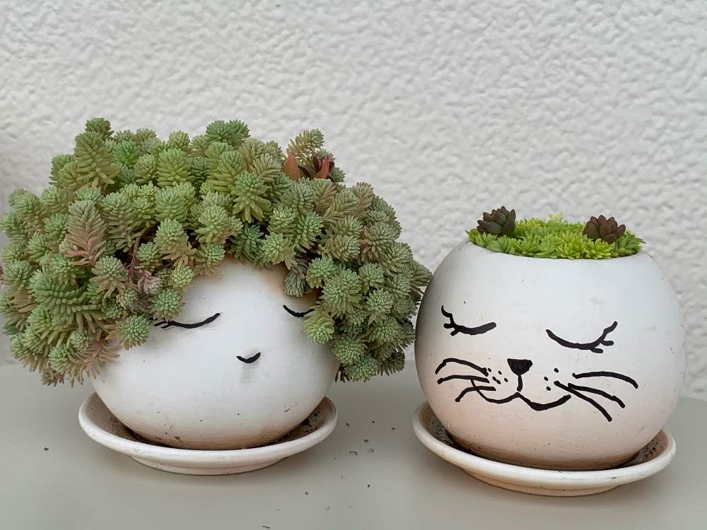 バルコニー/ベランダの画像 by おうちゃんさん | バルコニー/ベランダと鉢植えとおうち園芸と顔鉢