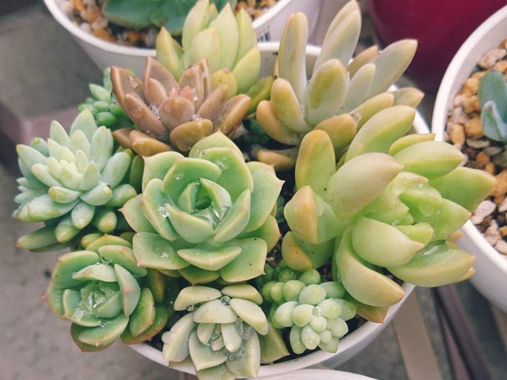 バルコニー/ベランダの画像 by kimicoさん | バルコニー/ベランダと多肉植物と青森タニラーと青森と多肉女子とタニラーと子株とエケベリア 多肉植物