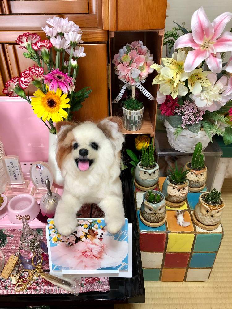 和室の画像 by makipiさん | 和室とセレウス サボテンとふくろう鉢とバラと夢CLUBと羊毛フェルトの寿羅と小物コレクションと100均サボテンとオプンチアと 十二の巻と花のある暮らしと 柱サボテン とアートフラワーアレンジ