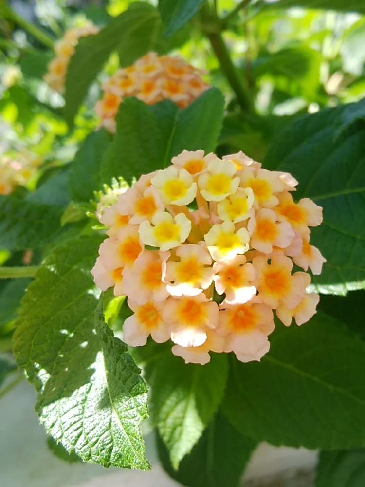 小さな庭の画像 by 花いっぱい!さん | 小さな庭とランタナと生命力感じるとよーく見るととさいた✨とまだまだ見頃とおきにいり ♡と鮮やかな色と自然の恵と鮮やか✨✨✨と癒されます♥