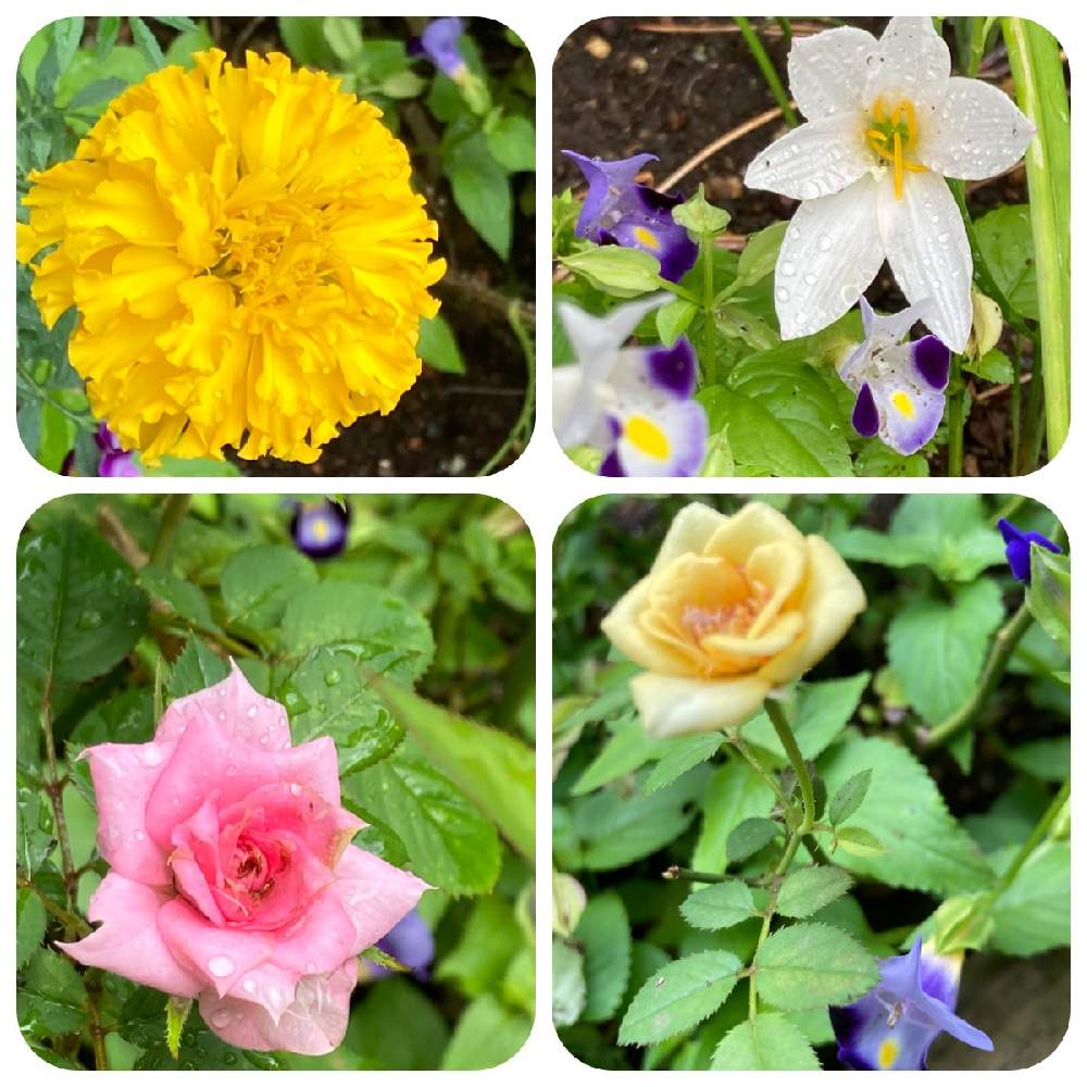小さな庭の画像 by まぁ!さん | 小さな庭とゼフィランサスとバラとマリーゴールドとトレニアと薔薇に魅せられてと花のある暮らしと素敵色とおうち園芸