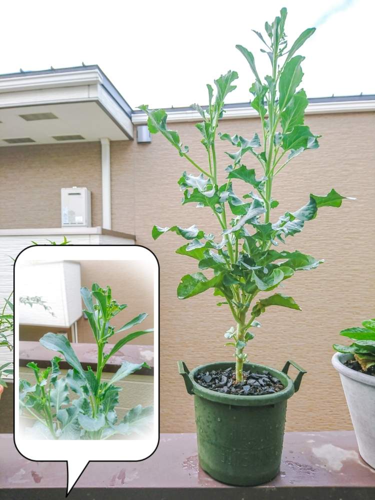 の画像 by TAYA's lab.さん | スティックセニョールとプランター菜園とカラーリーフとめざせおしゃれなポタジェと家庭菜園とおうちde菜園とスクスク成長中とオーガニックと初めて育てる植物とブルー系カラーリーフともうすぐ収穫♡とおしゃれ野菜と野菜の鉢植えと無農薬と観賞用にも✨と野菜栽培とベランダ菜園と病気虫知らずと✨スティックセニョール✨