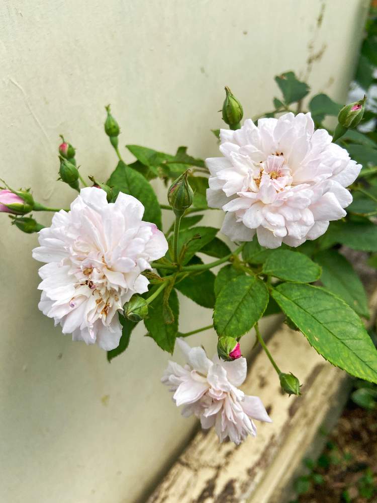 小さな庭の画像 by ななちちさん | 小さな庭とバラタニランと薔薇愛同盟とコロナの馬鹿と薔薇男子と薔薇に魅せられてとななちち薔薇2020とおうち園芸と植中毒と手づくりの庭とガーデニングとGSでバラ園と花のある暮らしと薔薇♪とロザリアンとコロナのバカ
