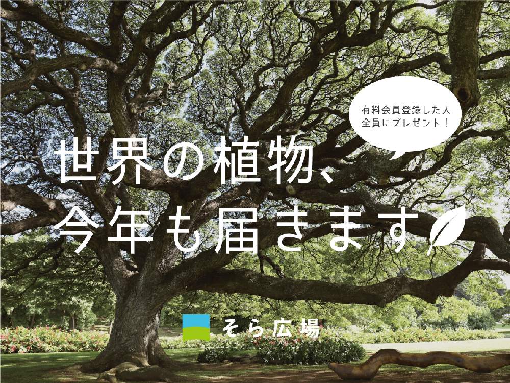 の画像 by そら広場(そら植物園オフィシャルクラブ)さん | そら植物園とプラントハンターと植物と西畠清順と植物プレゼントとそら広場