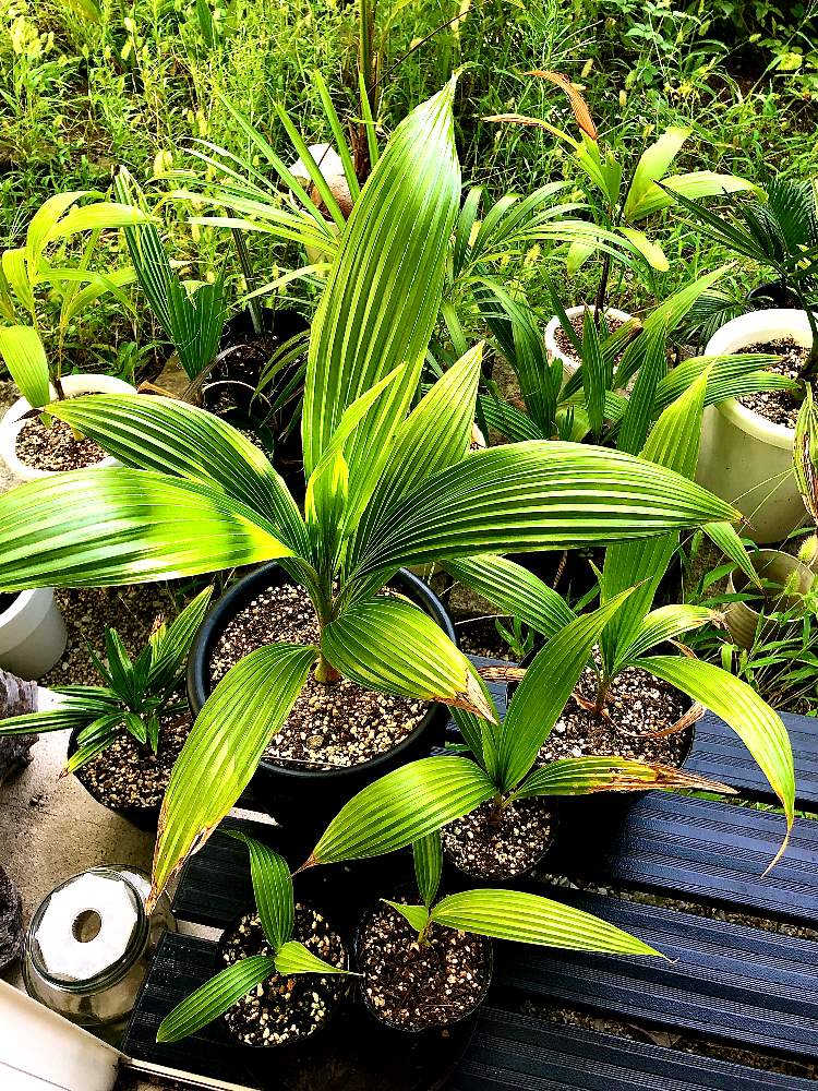 の画像 by mikkunさん | Pritchardia PacificaとPritchardia hillebrandiiとみどりのある暮らしと ヤシの木と観葉植物と植物のある暮らしと南国と成長とヤシと熱帯植物と新芽