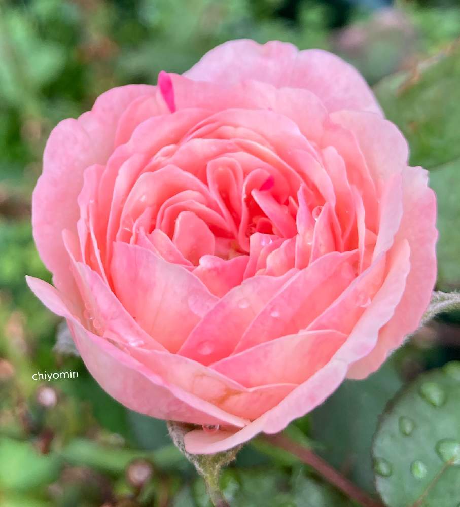 小さな庭の画像 by ちよみん*さん | 小さな庭とバラ たまきとばら バラ 薔薇とおうち園芸とおうちを彩る花とバラと夢CLUBとおうちで過ごそうとGSでバラ園と花のある暮らしと薔薇♪とちよみん薔薇2020とGS植物うちなーぐち会