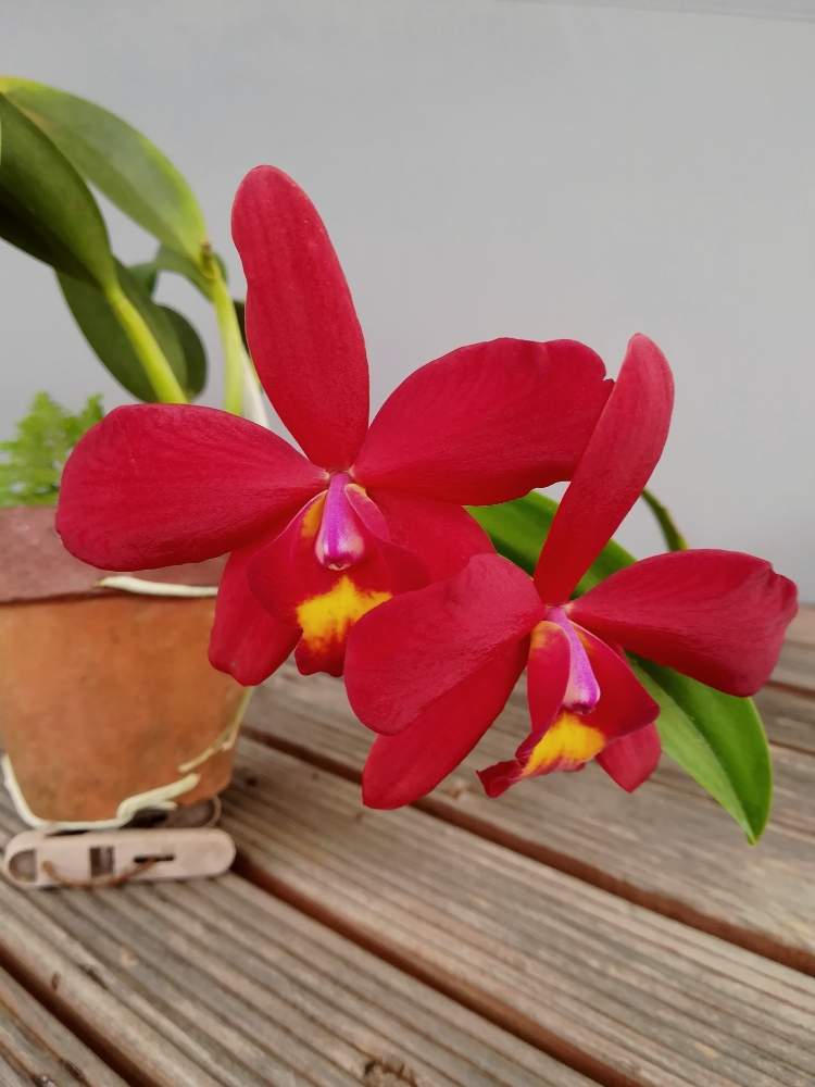 小さな庭の画像 by 阿南田零さん | 小さな庭とCattleya Wendy's Redstone ‘Carmela’とカトレア ウェンディーズ レッドストーン ‘カーメラ’と着生ランとラン科とorchidとカトレア交配種と夏の花とおうち園芸とカトレア属とオーキッドとらんとガーデニングと花のある暮らし