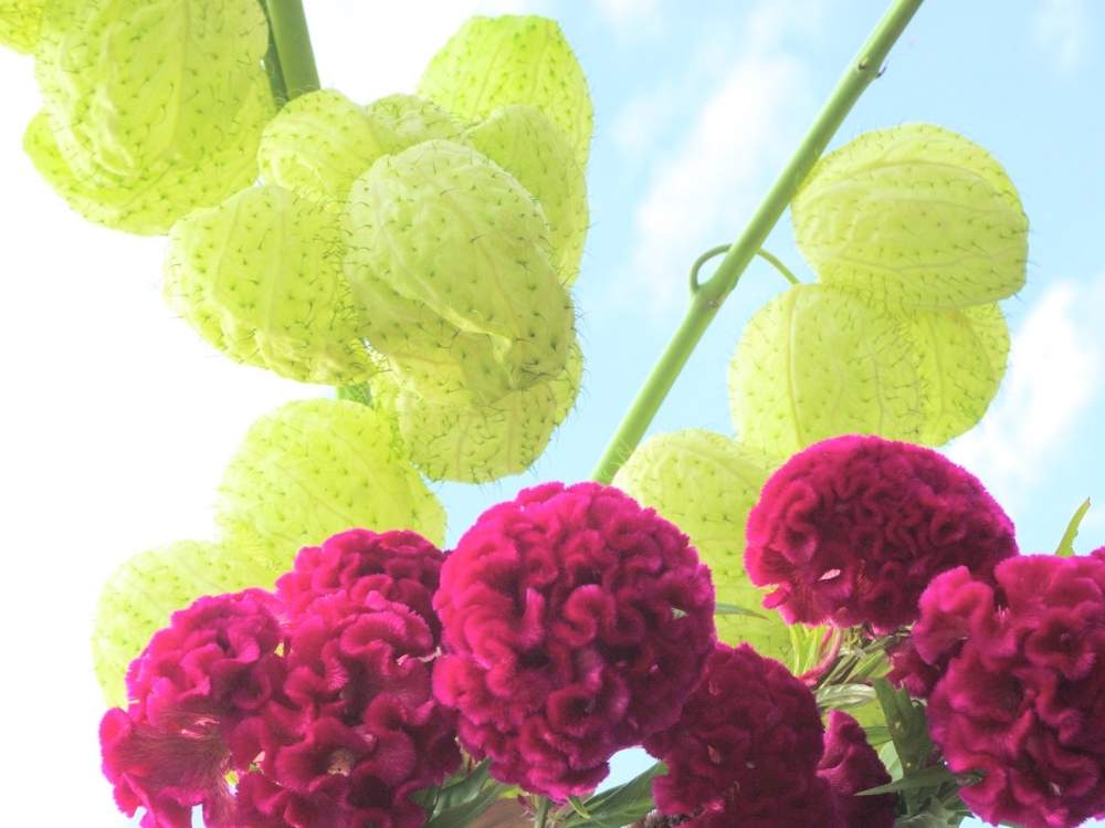 壁/天井の画像 by 野ニンさん | 壁/天井と令和最初の植物と出版とタイトルとGS映えとおうちを彩る花とGreenSnapmarcheと花のある暮らしとGREEN UP!