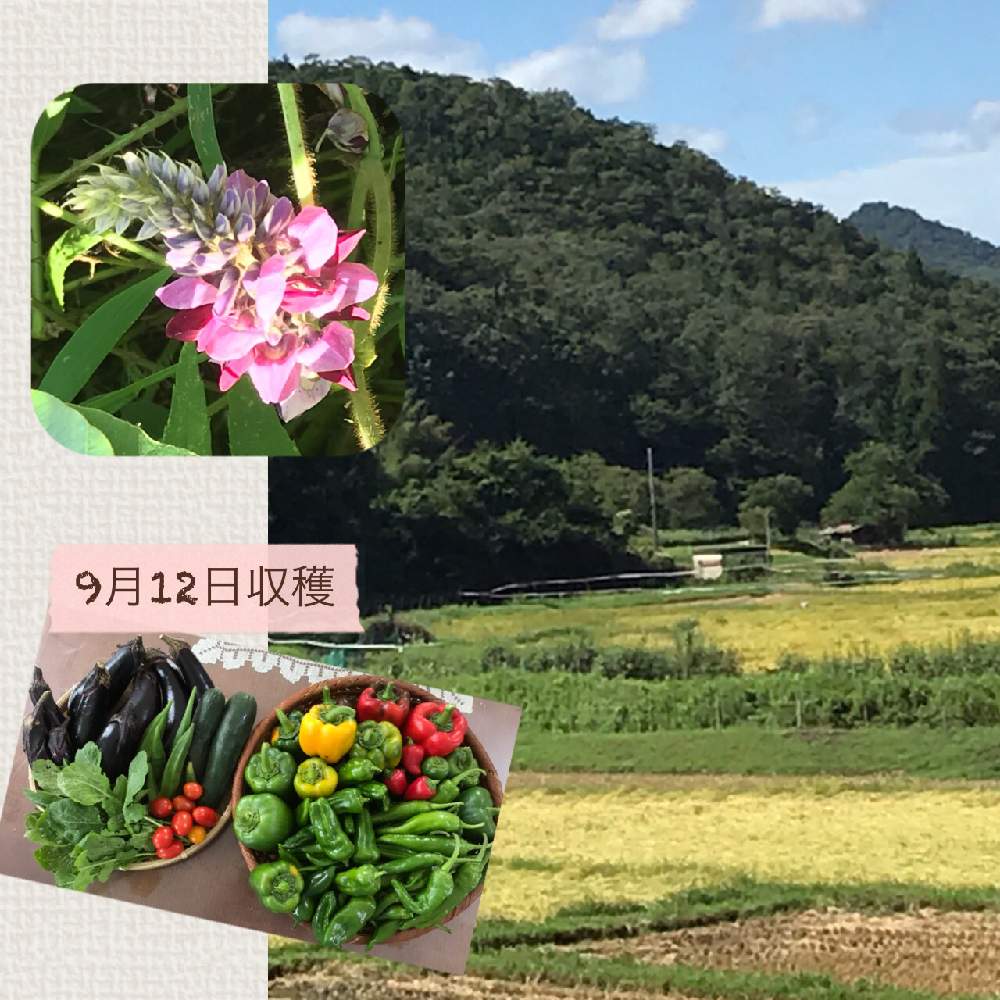 畑の画像 by fumi*sanさん | 畑とクズの花と家庭菜園と今日の収穫♪と甘長美人とトマト栽培と癒しの風景とピーマン♪