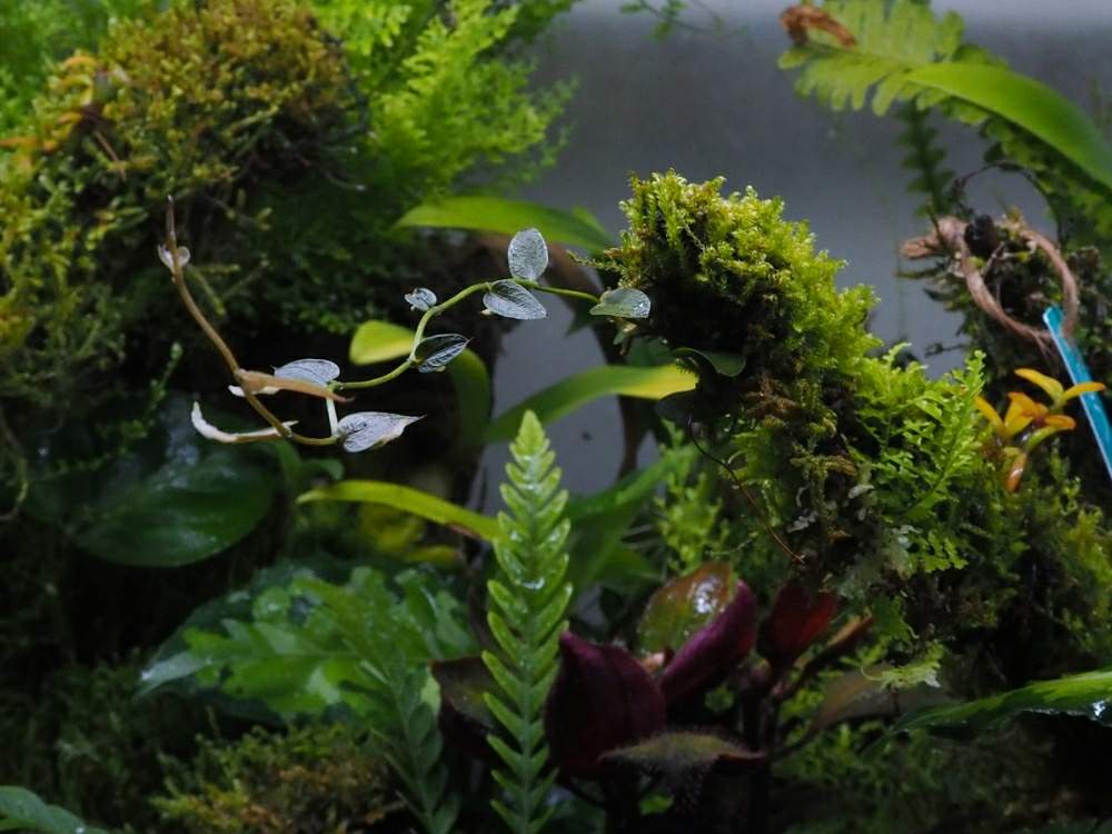 部屋の画像 by とと3さん | 部屋と着生植物とミストプランツと着生と葉っぱとおうち園芸とパルダリウムと植中毒と苔(こけ)とクライマー植物とジメジメ系