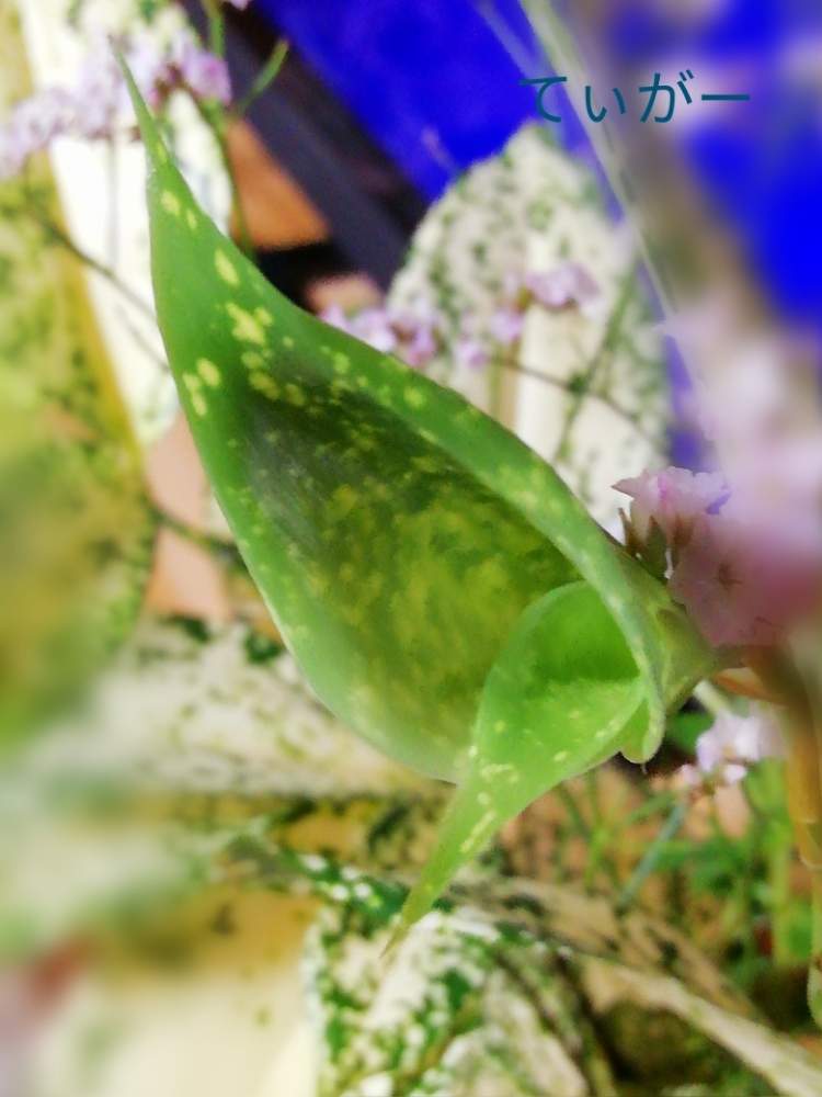 部屋の画像 by ティガーさん | 部屋とドラセナ ゴッドセフィアナと今回もありがとうと最前線のあなたへとコロナに負けるな!と接写が好きとシンプルが好きと植物好きと被災地の皆さんガンバ!と面白い形と花のある暮らし