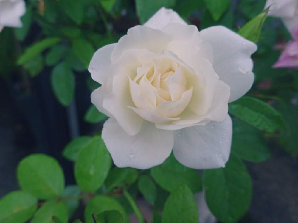 小さな庭の画像 by ☆きらまる☆さん | 小さな庭と極上咲きと薔薇愛同盟と薔薇男子と薔薇に魅せられてとオシャレとB型とバラのある暮らしとおうち園芸と今日の一枚ときれいな色と花のある暮らしとかわいいな♡とテンション⤴︎とロザリアンとバラを楽しむ