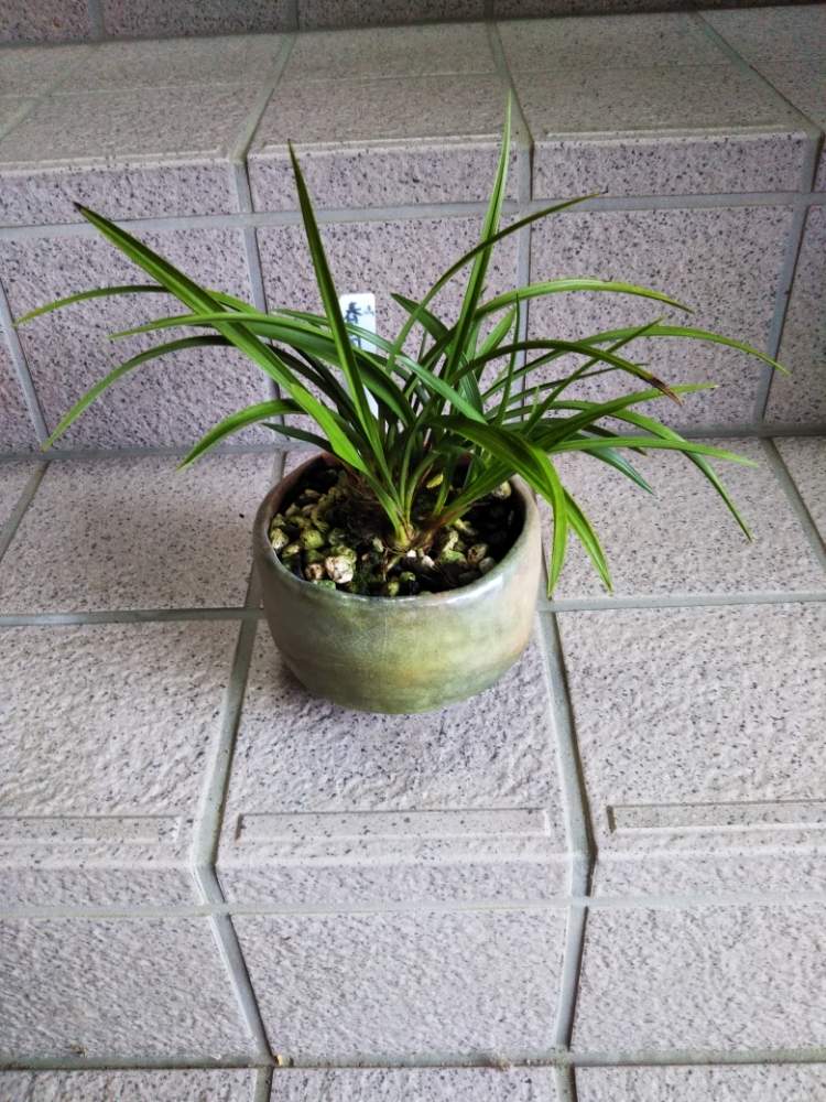 玄関の画像 by もっけだの❗️さん | 玄関と植物男子と山野草男子と自己満足と抹茶茶碗の春蘭とおうち園芸と老後の子育て(草花)楽しみとお家で園芸とお家の植物と還暦後(退職)の生きがいと日本 春蘭と山野草還暦男子と山形産春蘭