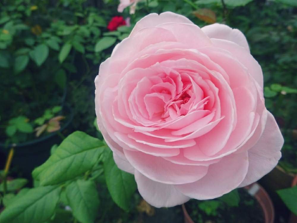 小さな庭の画像 by ☆きらまる☆さん | 小さな庭とピンク同盟と極上咲きと薔薇愛同盟と薔薇男子と薔薇に魅せられてとオシャレとB型とバラのある暮らしとおうち園芸ときれいな色とたまらん!と花のある暮らしとテンション⤴︎とロザリアンとバラを楽しむとピンクハンター