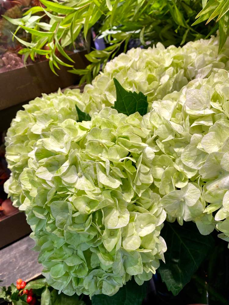 お出かけ先の画像 by さいたまさん | お出かけ先とアジサイと花屋さんの紫陽花と一輪の魅力とイキイキ✨と休日の過ごし方とお花で応援 ♡と皆様に心から感謝 ♥︎♡♥︎と爽やかな緑と花びらの魅力✨と赤羽駅の花屋さん
