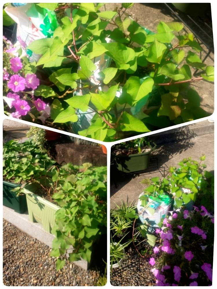 小さな庭の画像 by マカロンさん | 小さな庭とマイガーデンへようこそ!と小さな幸せ❤とおうちde菜園とさつまいも栽培とおうち園芸とさつまいものつるとさつまいもの葉っぱと家庭菜園プランターと秋の味覚さつまいもと家庭菜園日誌と楽しい家庭菜園とサツマイモ 紅あずまとプランター栽培