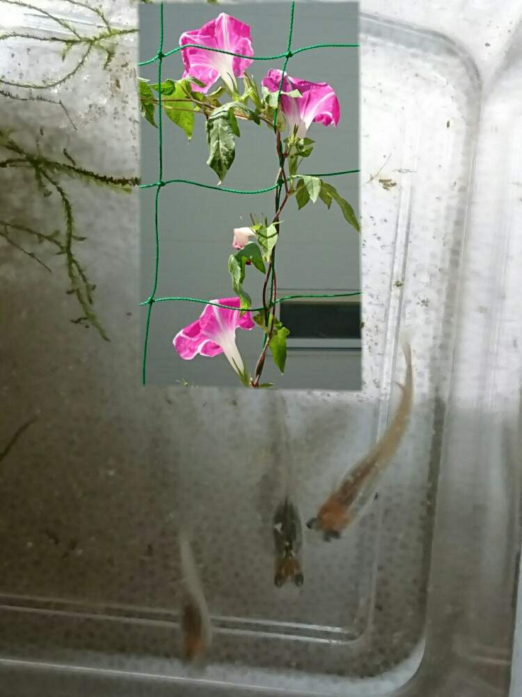の画像 by なおみ♥さん | 朝顔とめだかと朝顔京てまりと嬉しい贈り物といやされる♡とコロナおしりペンペン( ・᷄ὢ・᷅ )と素敵❤と花のある暮らしとコロナ消えろ‼ビーム‼