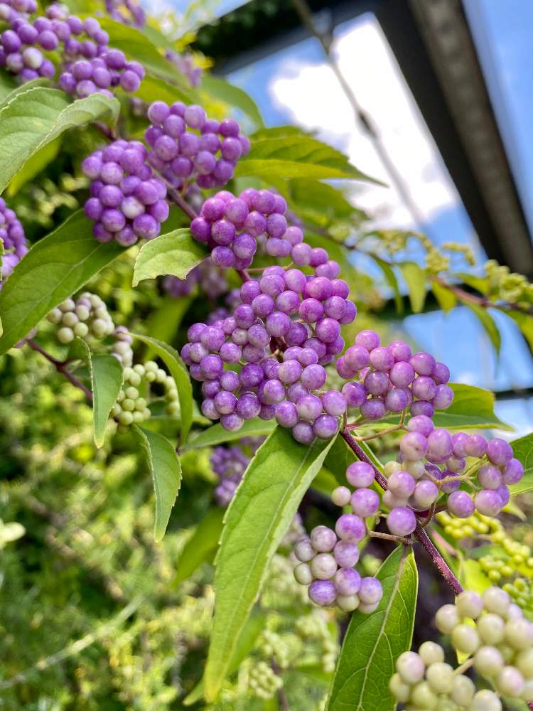 お出かけ先の画像 by さいたまさん | お出かけ先とムラサキシキブと本日の花とpurple purple purpleと池袋が好きと休日の過ごし方と皆様に心から感謝 ♥︎♡♥︎と西武池袋の空中庭園と紫色の花に弱い。