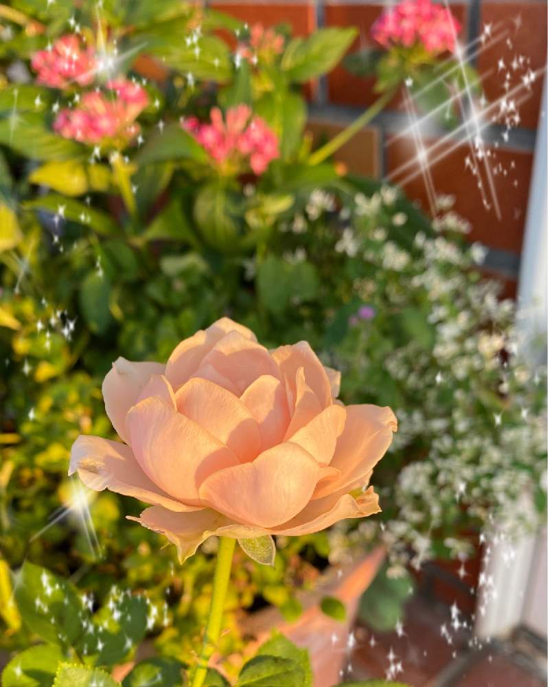 の画像 by mackie ❤️さん | プリンセスオブインフィニティとミニ薔薇♡とコロナに刃を⚔鬼滅党とベテラン乙女倶楽部とプランター族と地球緑の防衛隊とおうち園芸とGSのみなさんに感謝!と念願の薔薇と花いっぱい運動