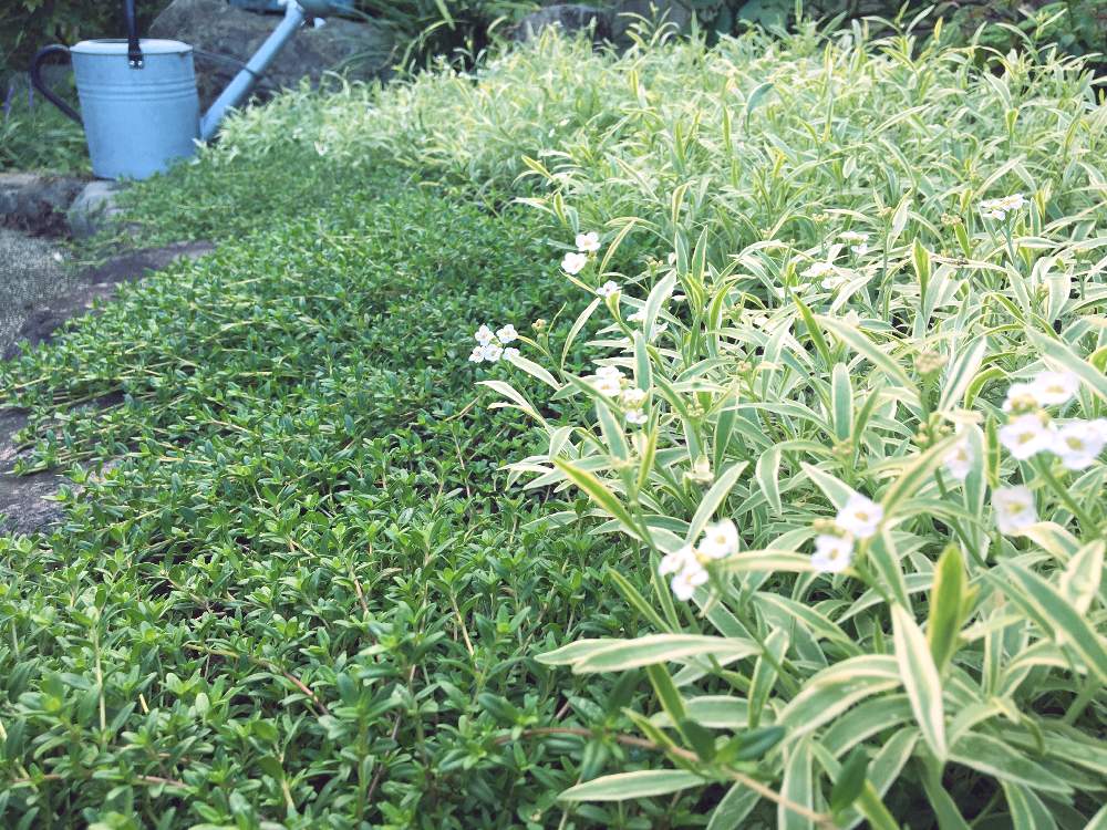 アプローチの画像 by rose antiqueさん | アプローチとロンギカリウス・タイムとmy gardenとタイム・ロンギカリウスとおうち園芸と多年草とバラの足元とスーパーアリッサム・フロスティーナイトとグランドカバー