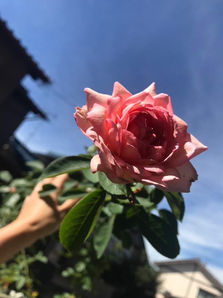 小さな庭の画像 by hiro-151e.さん | 小さな庭とペッシュボンボンとスマホ撮影とばら バラ 薔薇と狭小ガーデンとおうち園芸とおきにいりとお庭の植物と青空の下でと花のある暮らしとバラ愛同盟と青空に映える