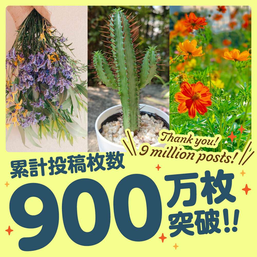 お出かけ先の画像 by GreenSnap公式さん | お出かけ先と多肉植物と観葉植物とドライフラワーとおうちde菜園とGreenSnap STOREとおうち園芸と生花と サボテンと フラワーアレンジと花のある暮らしとGSスクール