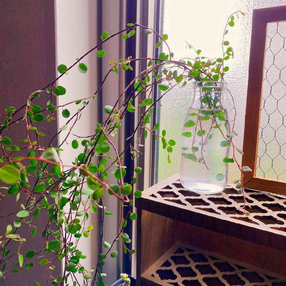 窓辺の画像 by ホエリさん | 窓辺とワイヤープランツと観葉植物とモリモリ!と多肉大好きと☆ワイヤープランツと植中毒と今日のお花とGSに感謝。と多肉女子と花のある暮らしとお花屋さんとiPhone撮影