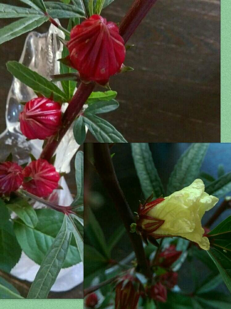 部屋の画像 by はてはぁなさん | 部屋とローゼルと切り花と面白い形といい感じ♡とハーブティーと熱帯植物と霜には弱いとジャム。