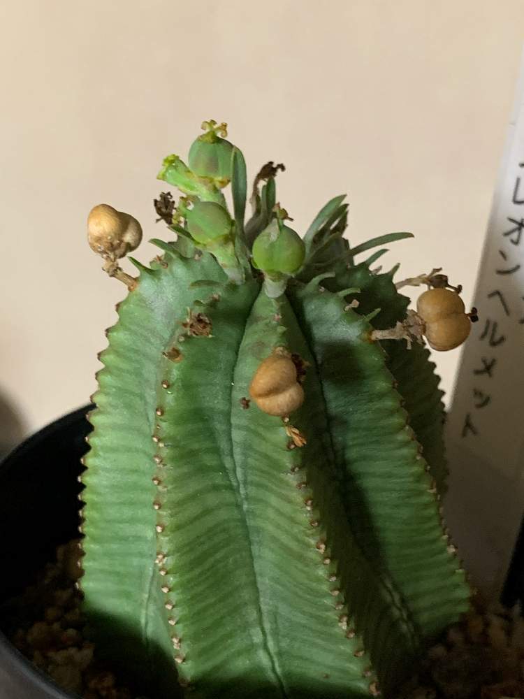 バルコニー/ベランダの画像 by てんきちさん | バルコニー/ベランダとユーフォルビア カメレオンヘルメットと結実と人工受粉とユーフォルビアとカメレオンヘルメットとベランダ園芸