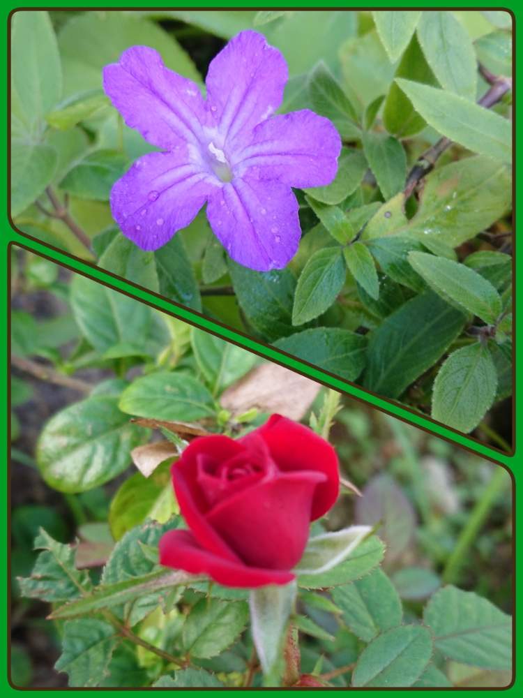 の画像 by みっこぉ♬*゜さん | 薔薇とヤナギバルイラソウと南側の庭と地植え⤴とおうち園芸とおうちを彩る花