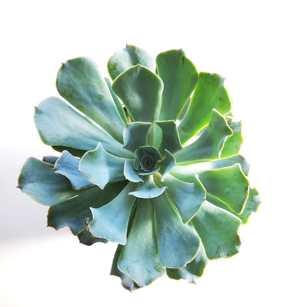 バルコニー/ベランダの画像 by eyeさん | バルコニー/ベランダとエケベリア属 ブルーフリルズとブルーフリルズとEcheveria 'Blue Frills'と☆eye☆フリル系と多肉植物と☆eye☆エケベリア属と高知県と土佐の日曜市.とおうち園芸と☆eye☆297とエケベリア属と多肉女子とWorld of Succulentsと☆eye☆は行とブルーフリルズ☆と交配種と☆eye☆交配種と×インブリカータとEcheveria 'Blue Frills'とAltman Plantsとレニー・オコンネルとRenee O'Connellとカマクラファーム